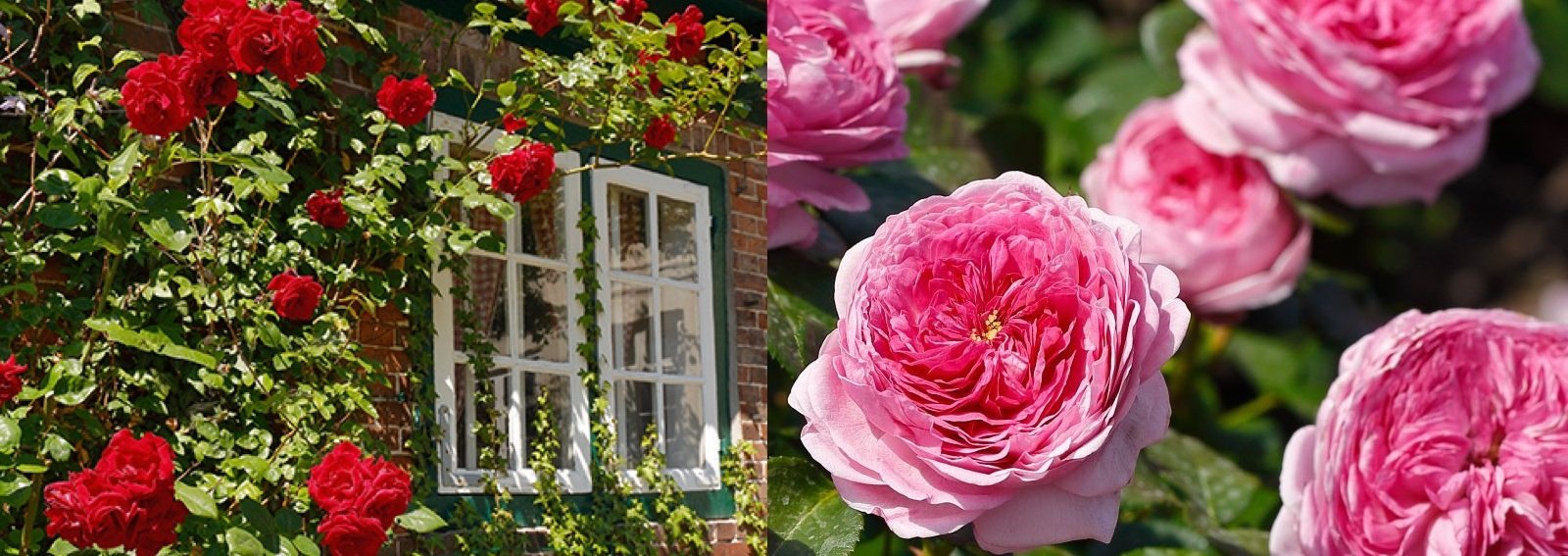 vindue vitamin Støv Roser i rosenbedet - Dyrkning, gødning og beskæring